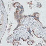 Immunohistochemistry - Anti-HDAC7 Antibody (A91621) - Antibodies.com