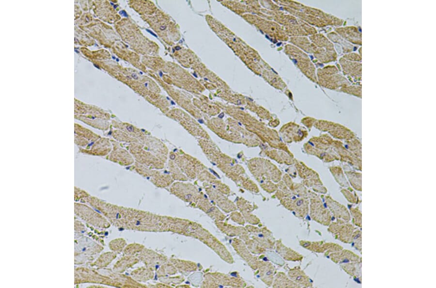 Immunohistochemistry - Anti-TRPV3 Antibody (A12613) - Antibodies.com