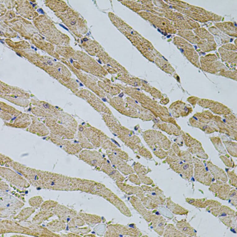 Immunohistochemistry - Anti-TRPV3 Antibody (A12613) - Antibodies.com
