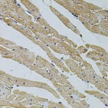 Immunohistochemistry - Anti-TRPV3 Antibody (A12613) - Antibodies.com