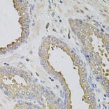 Immunohistochemistry - Anti-TRPV3 Antibody (A12613) - Antibodies.com