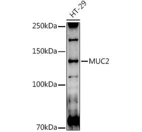 Western Blot - Anti-MUC2 Antibody (A91628) - Antibodies.com