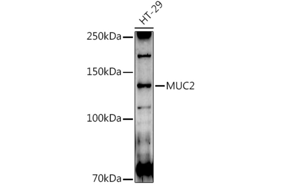 Western Blot - Anti-MUC2 Antibody (A91628) - Antibodies.com