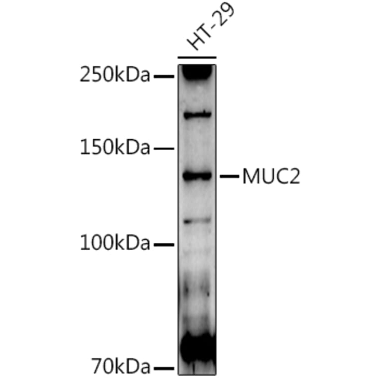Western Blot - Anti-MUC2 Antibody (A91628) - Antibodies.com