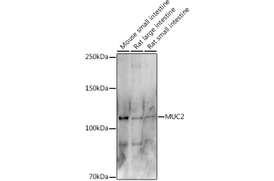 Western Blot - Anti-MUC2 Antibody (A91628) - Antibodies.com
