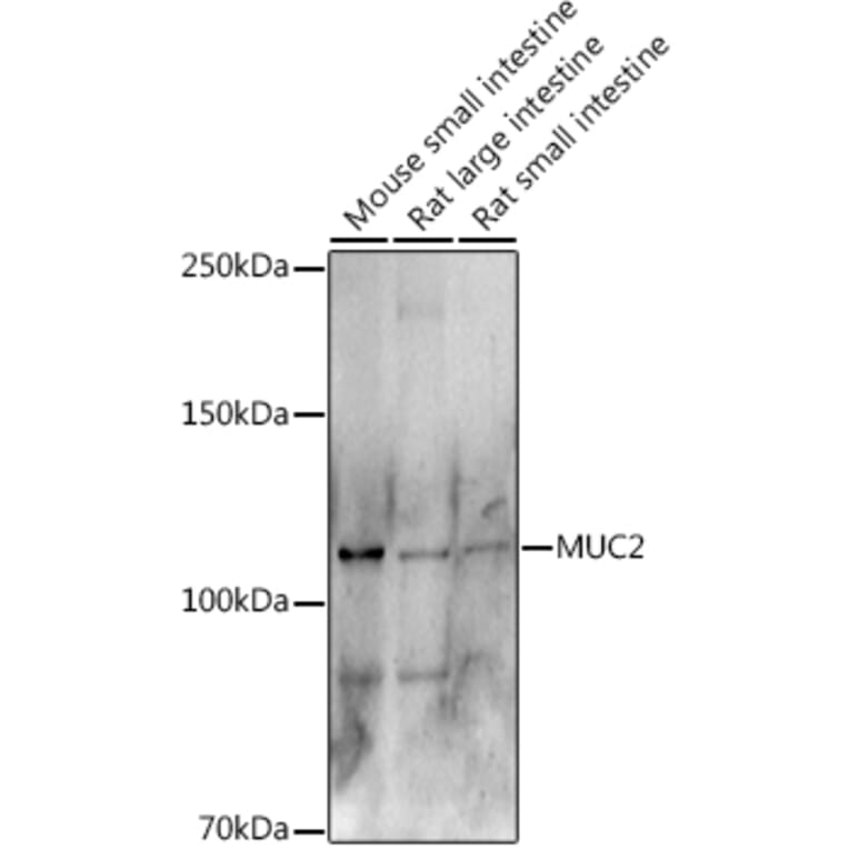 Western Blot - Anti-MUC2 Antibody (A91628) - Antibodies.com