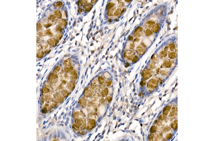 Immunohistochemistry - Anti-MUC2 Antibody (A91628) - Antibodies.com