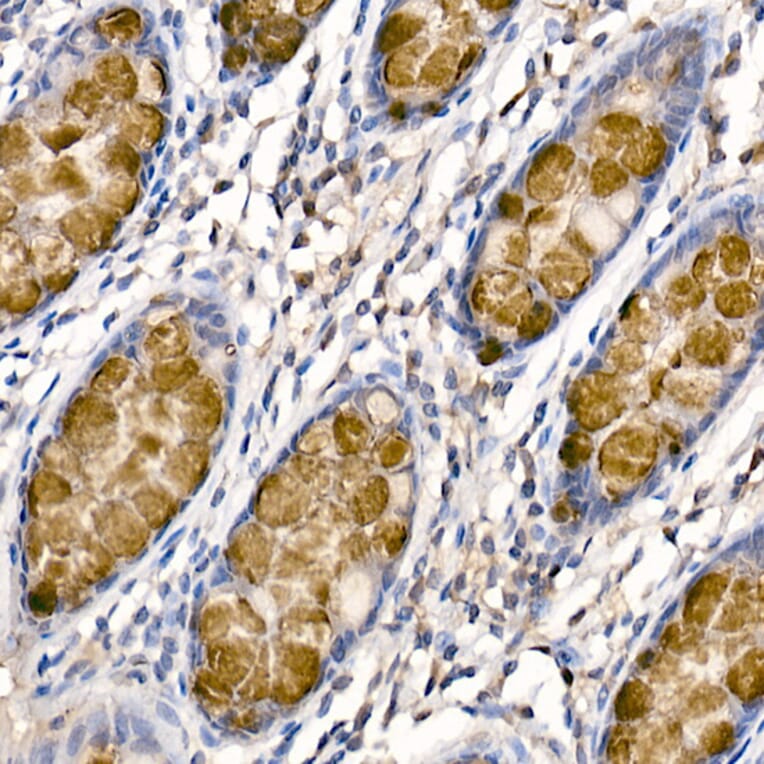 Immunohistochemistry - Anti-MUC2 Antibody (A91628) - Antibodies.com