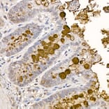 Immunohistochemistry - Anti-MUC2 Antibody (A91628) - Antibodies.com