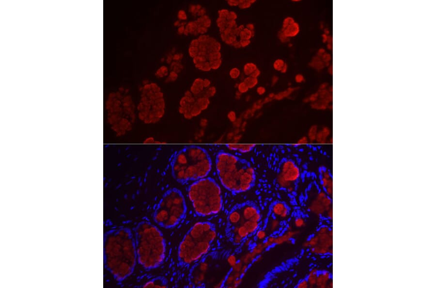 Immunofluorescence - Anti-MUC2 Antibody (A91628) - Antibodies.com