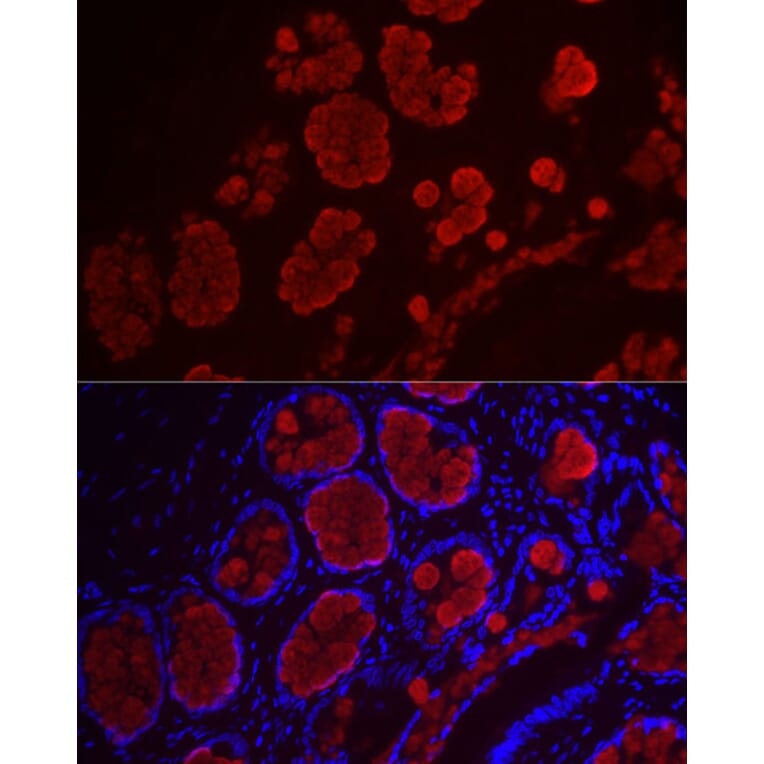 Immunofluorescence - Anti-MUC2 Antibody (A91628) - Antibodies.com