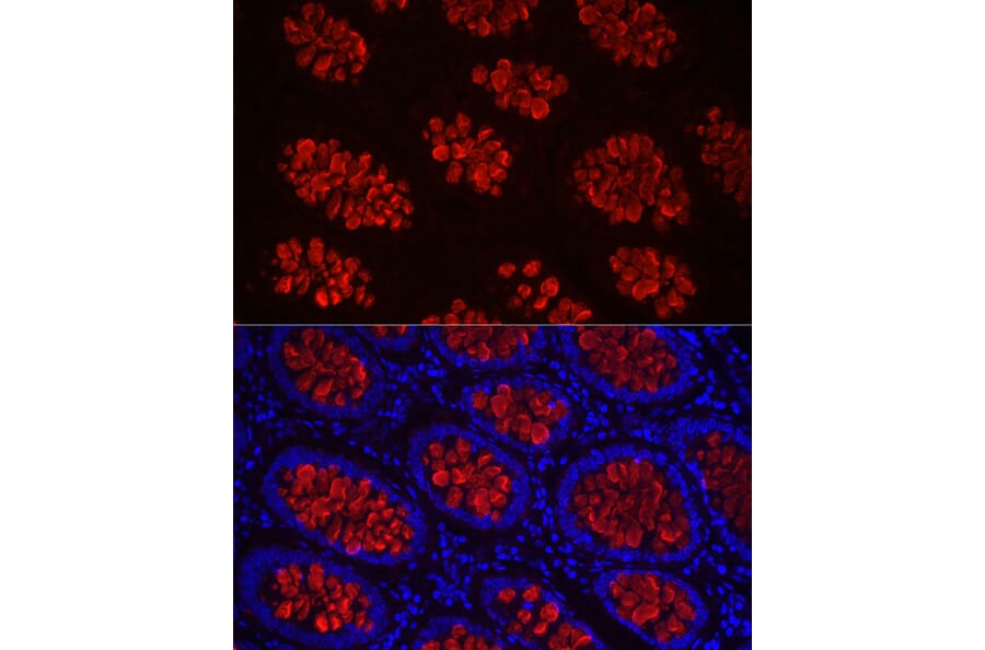 Immunofluorescence - Anti-MUC2 Antibody (A91628) - Antibodies.com