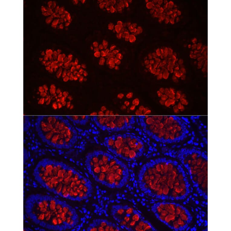 Immunofluorescence - Anti-MUC2 Antibody (A91628) - Antibodies.com