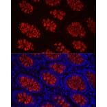 Immunofluorescence - Anti-MUC2 Antibody (A91628) - Antibodies.com