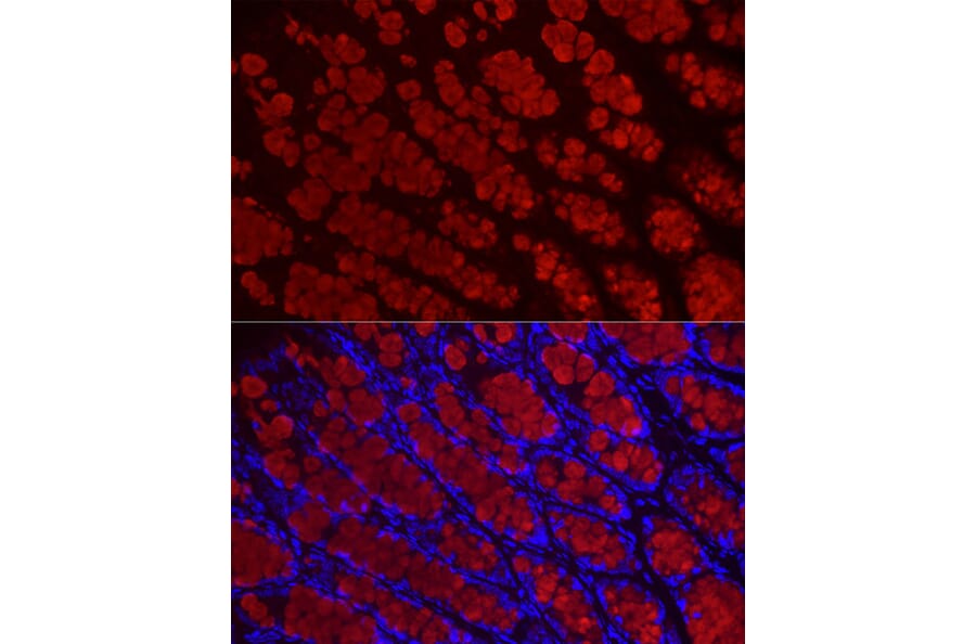 Immunofluorescence - Anti-MUC2 Antibody (A91628) - Antibodies.com