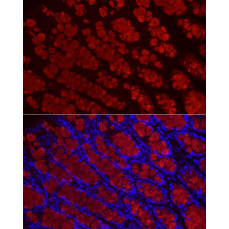 Immunofluorescence - Anti-MUC2 Antibody (A91628) - Antibodies.com