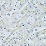 Immunohistochemistry - Anti-SLC5A6 Antibody (A14814) - Antibodies.com