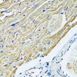 Immunohistochemistry - Anti-SLC5A6 Antibody (A14814) - Antibodies.com