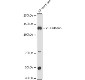 Western Blot - Anti-VE Cadherin Antibody (A91643) - Antibodies.com
