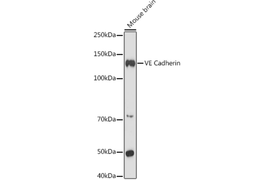 Western Blot - Anti-VE Cadherin Antibody (A91643) - Antibodies.com