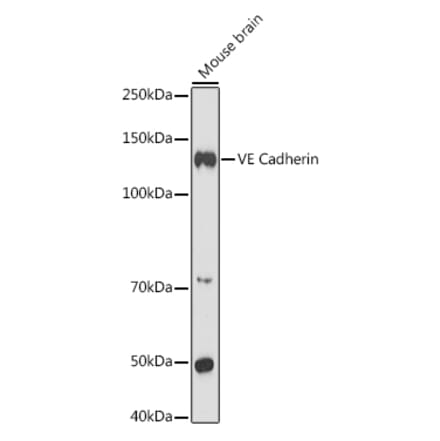 Western Blot - Anti-VE Cadherin Antibody (A91643) - Antibodies.com