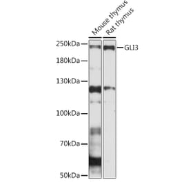 Western Blot - Anti-Gli3 Antibody (A91649) - Antibodies.com