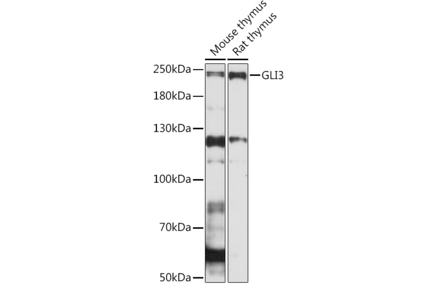 Western Blot - Anti-Gli3 Antibody (A91649) - Antibodies.com