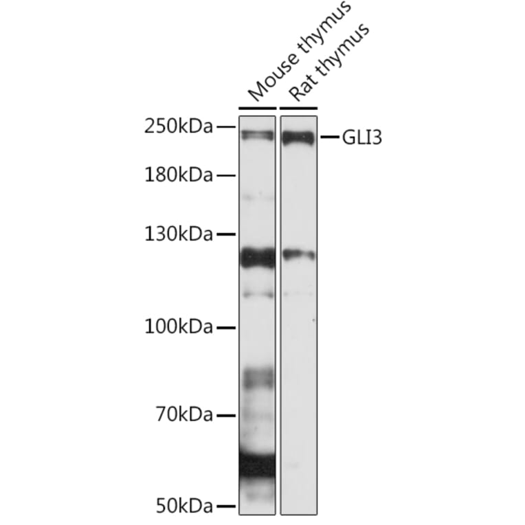 Western Blot - Anti-Gli3 Antibody (A91649) - Antibodies.com