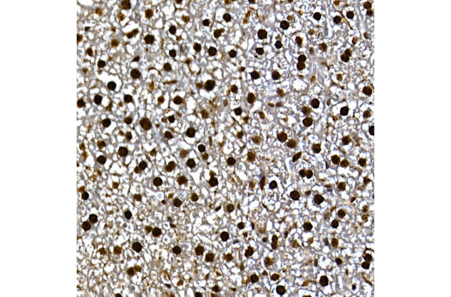 Immunohistochemistry - Anti-Gli3 Antibody (A91649) - Antibodies.com