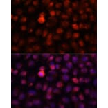 Immunofluorescence - Anti-N4-Methylcytidine Antibody (A15989) - Antibodies.com