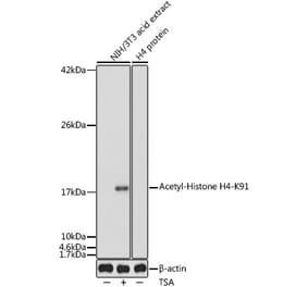 Western Blot - Anti-Histone H4 (acetyl Lys91) Antibody (A91655) - Antibodies.com