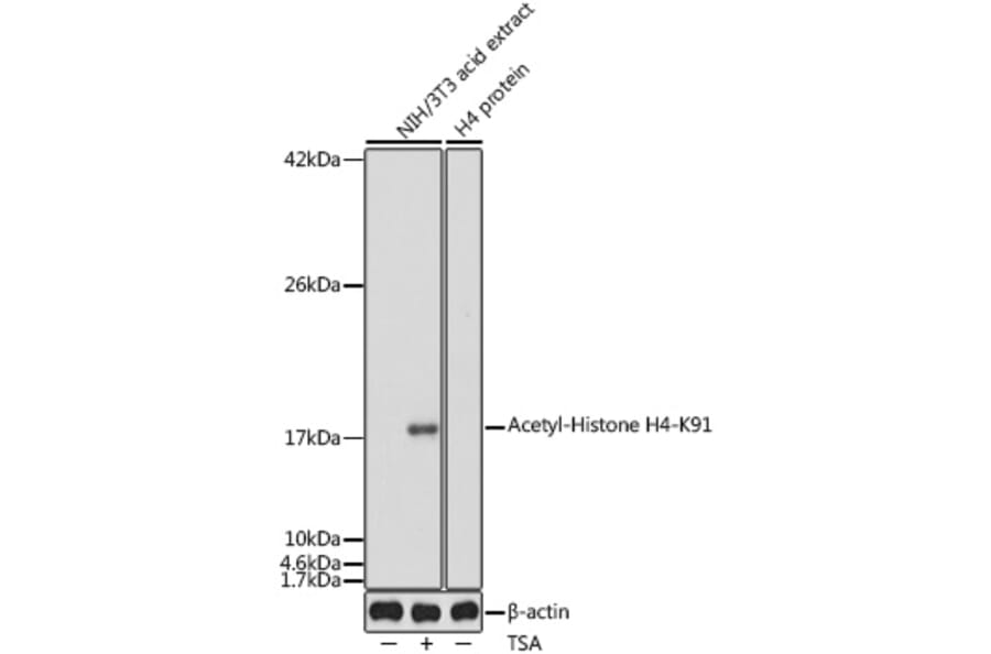 Western Blot - Anti-Histone H4 (acetyl Lys91) Antibody (A91655) - Antibodies.com