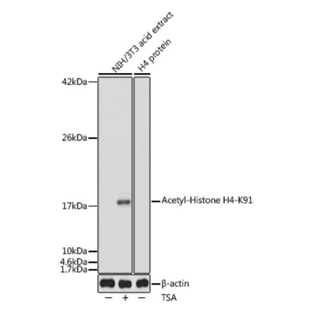 Western Blot - Anti-Histone H4 (acetyl Lys91) Antibody (A91655) - Antibodies.com