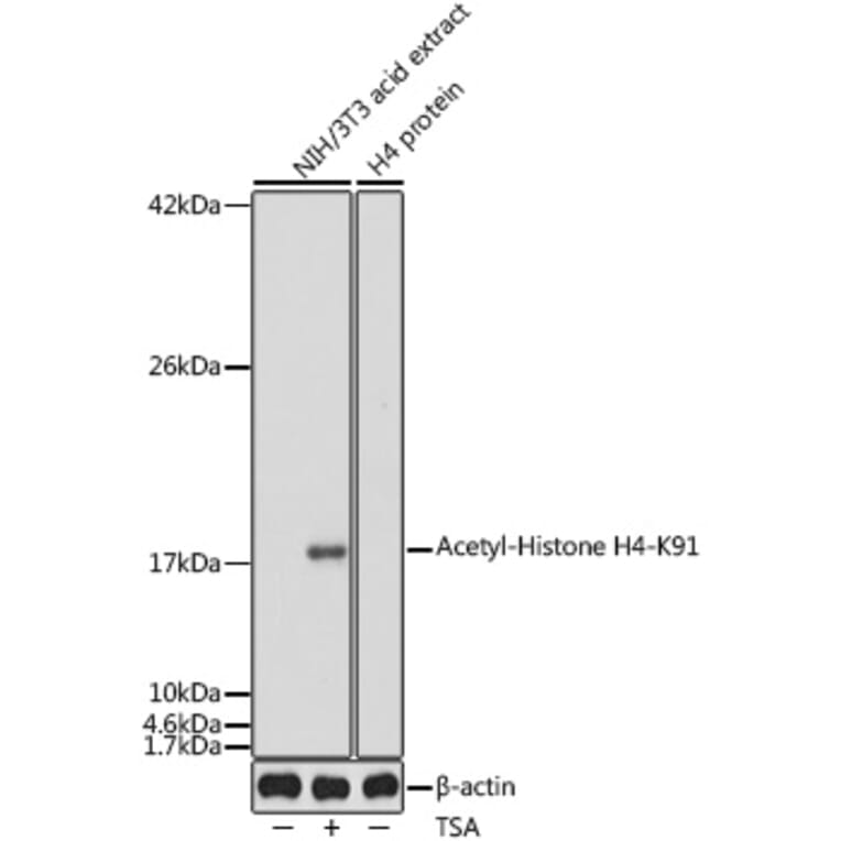 Western Blot - Anti-Histone H4 (acetyl Lys91) Antibody (A91655) - Antibodies.com