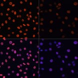 Immunofluorescence - Anti-Histone H4 (acetyl Lys91) Antibody (A91655) - Antibodies.com