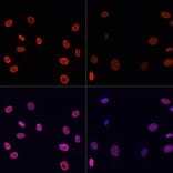 Immunofluorescence - Anti-Histone H4 (acetyl Lys91) Antibody (A91655) - Antibodies.com