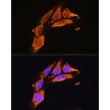 Immunofluorescence - Anti-Agrin Antibody (A91657) - Antibodies.com