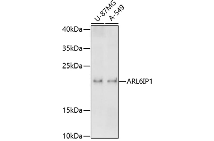 Western Blot - Anti-ARL6IP1 Antibody (A91662) - Antibodies.com