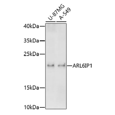 Western Blot - Anti-ARL6IP1 Antibody (A91662) - Antibodies.com