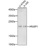 Western Blot - Anti-ARL6IP1 Antibody (A91662) - Antibodies.com