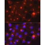 Immunofluorescence - Anti-Axl Antibody (A91665) - Antibodies.com