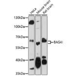 Western Blot - Anti-SODD Antibody (A91666) - Antibodies.com