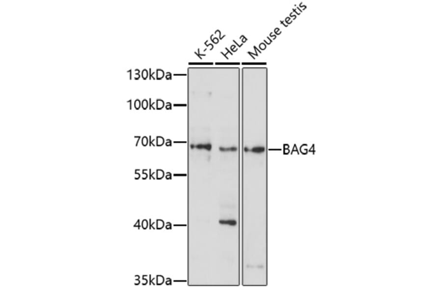 Western Blot - Anti-SODD Antibody (A91667) - Antibodies.com
