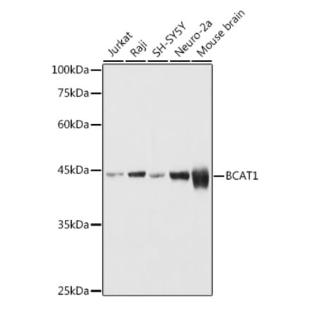 Western Blot - Anti-BCAT1 Antibody (A91668) - Antibodies.com