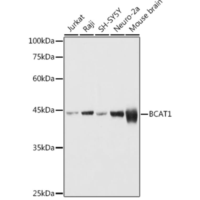 Western Blot - Anti-BCAT1 Antibody (A91668) - Antibodies.com