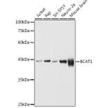 Western Blot - Anti-BCAT1 Antibody (A91668) - Antibodies.com