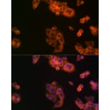 Immunofluorescence - Anti-BCAT1 Antibody (A91668) - Antibodies.com