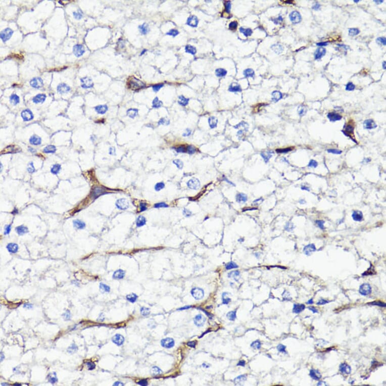 Immunohistochemistry - Anti-CD44 Antibody (A91673) - Antibodies.com