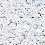 Immunohistochemistry - Anti-CD44 Antibody (A91673) - Antibodies.com