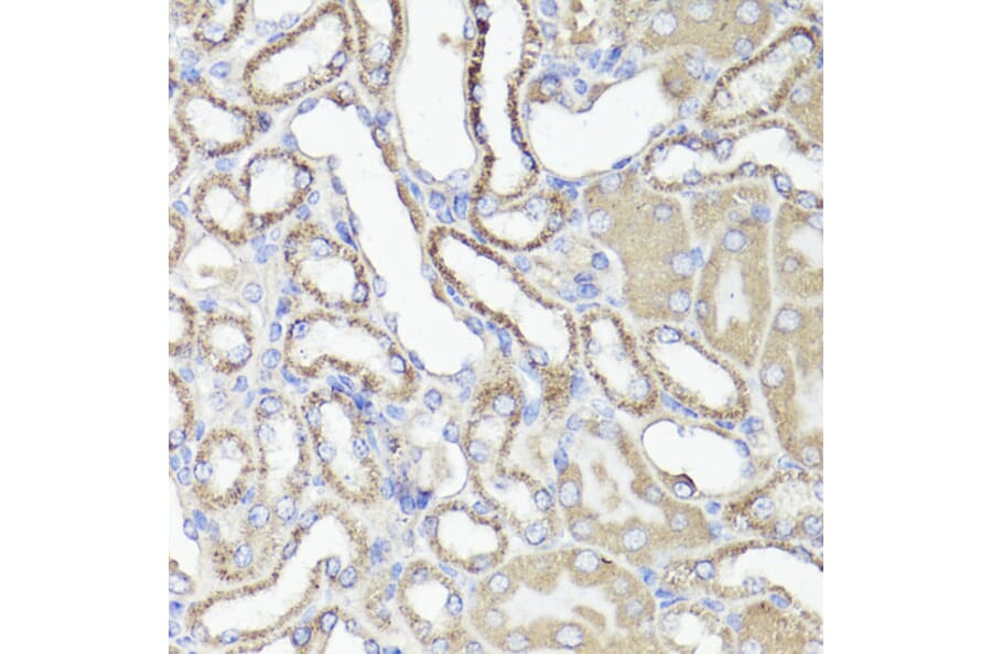 Immunohistochemistry - Anti-CD44 Antibody (A91673) - Antibodies.com